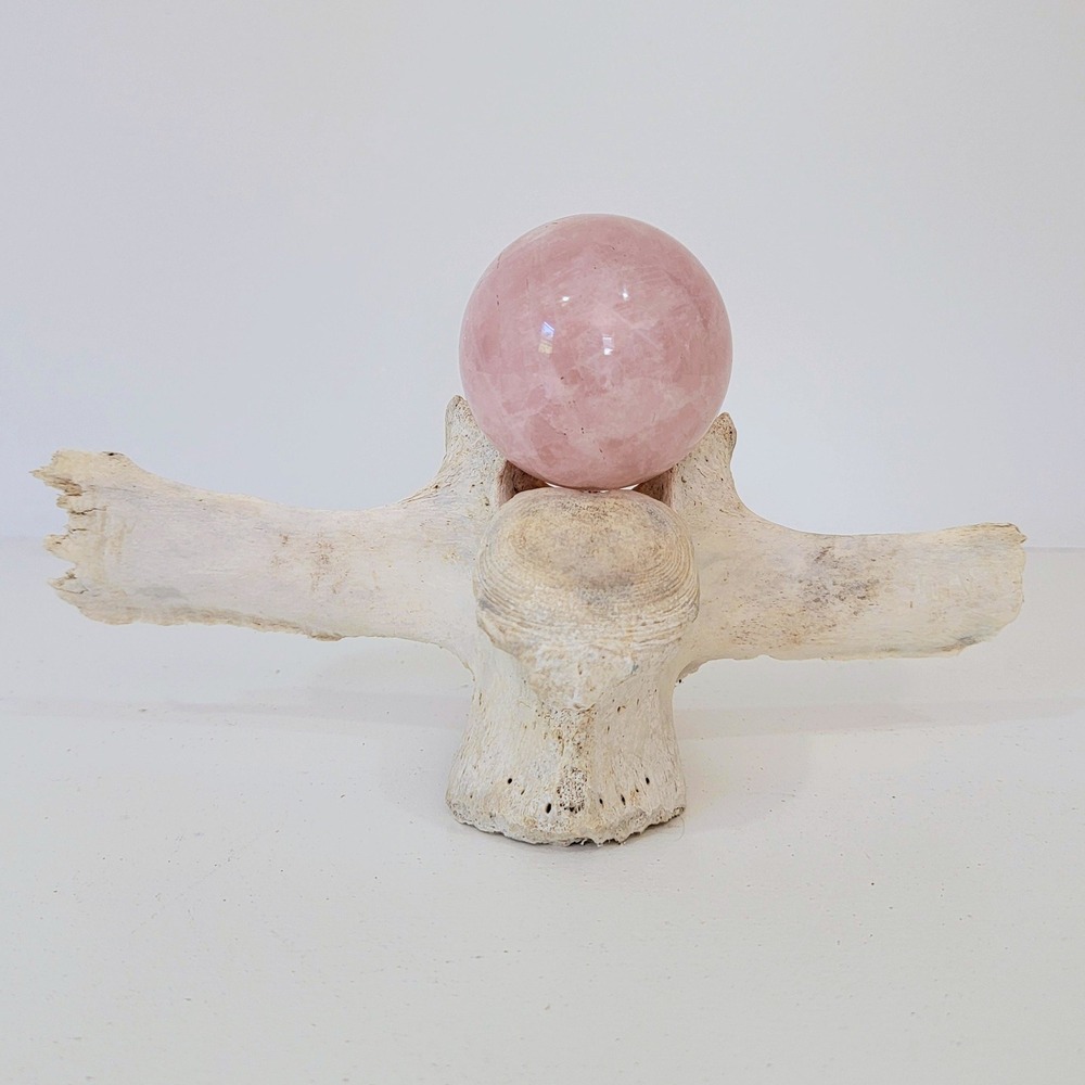 Natural sun-bleached weathered Cow Animal Vertebrae Bone Display Stan boho decor